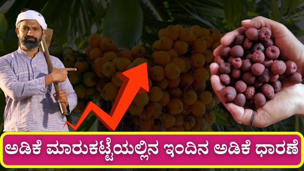 arecanut price today 11 september 2025