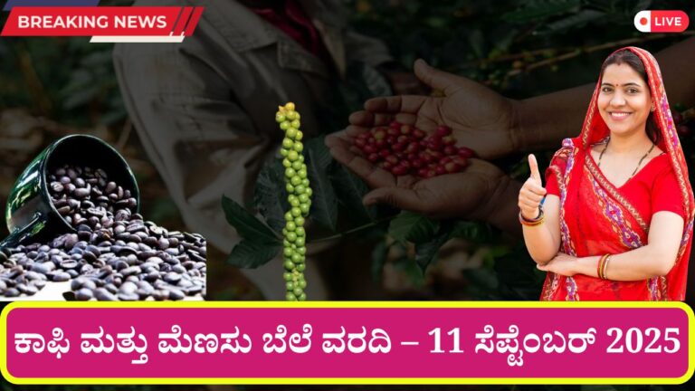 coffee pepper price report 10 september 2025