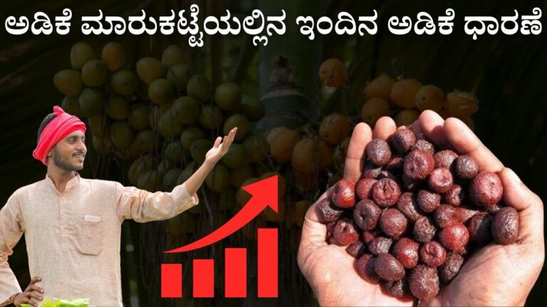 karnataka adike dara 04 september 2025